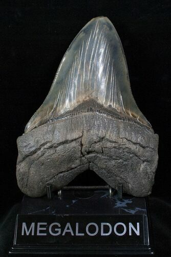 Serrated Megalodon Tooth - Massive Root #13064